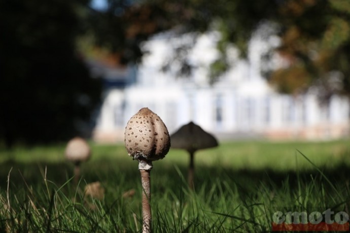 chateau de groussay pour la dgr 2017 en automne chateau de groussay pour la dgr 2017 en automne
