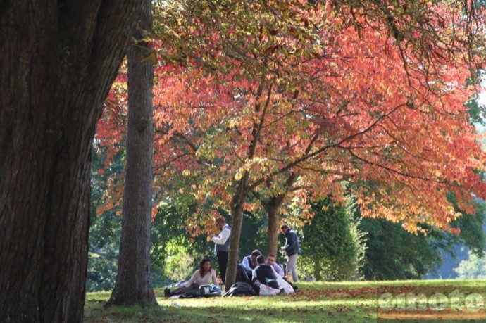 pique nique entre amis sous les arbres aux couleurs de l automne pique nique entre amis sous les arbres aux couleurs de l automne