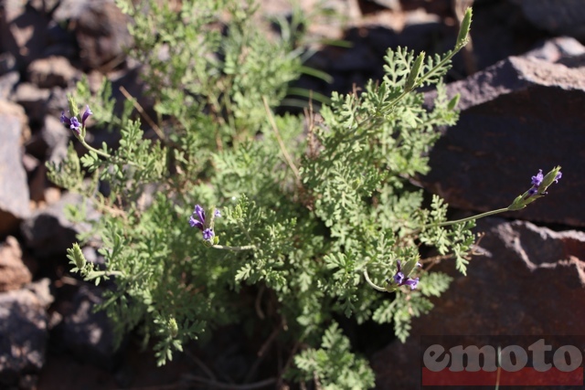 rallye v strom 2014 j5 zagora ouarzazate une petite plante