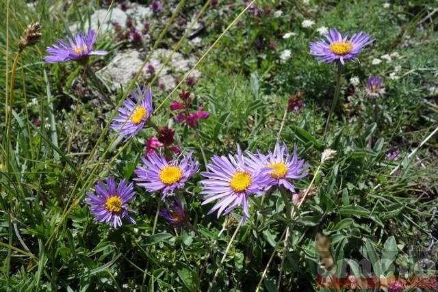col de l assietta et ses petites fleurs