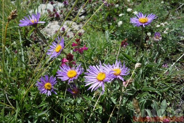 col de l assietta et ses petites fleurs