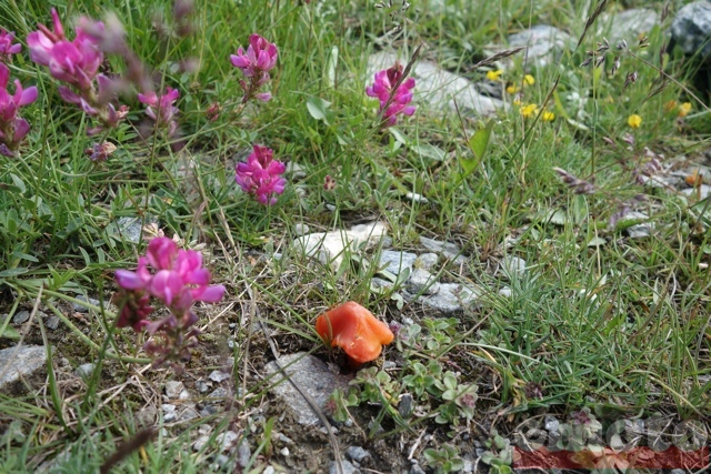 col de l assietta et ses petits champignons