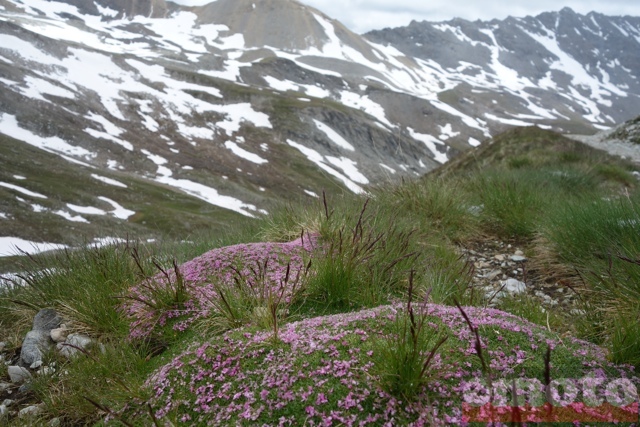 col du sommeiller des toutes petites fleurs