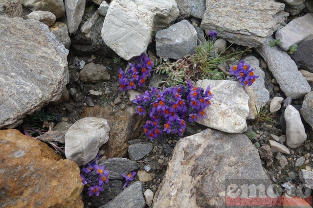 col du sommeiller ses petites orchidees