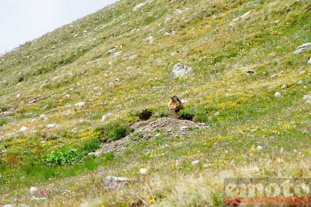 col du sommeiller une marmotte fait bronzette