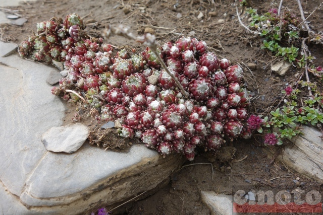 col du parpaillon les petites fleurs