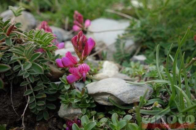 col du parpaillon les petites orchidees