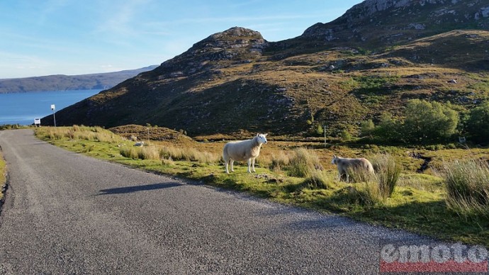 tracer tour j2 09 les moutons sont rois en ecosse