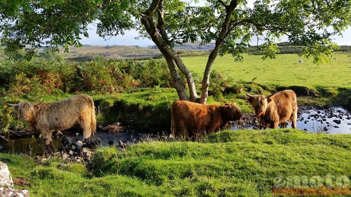 tracer tour ecosse j3 14 vaches poil long des highlands