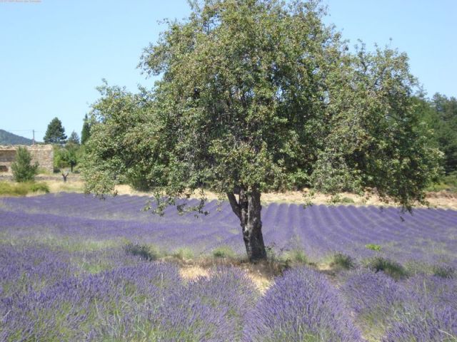 balades entre alpilles et luberon et ..JPG