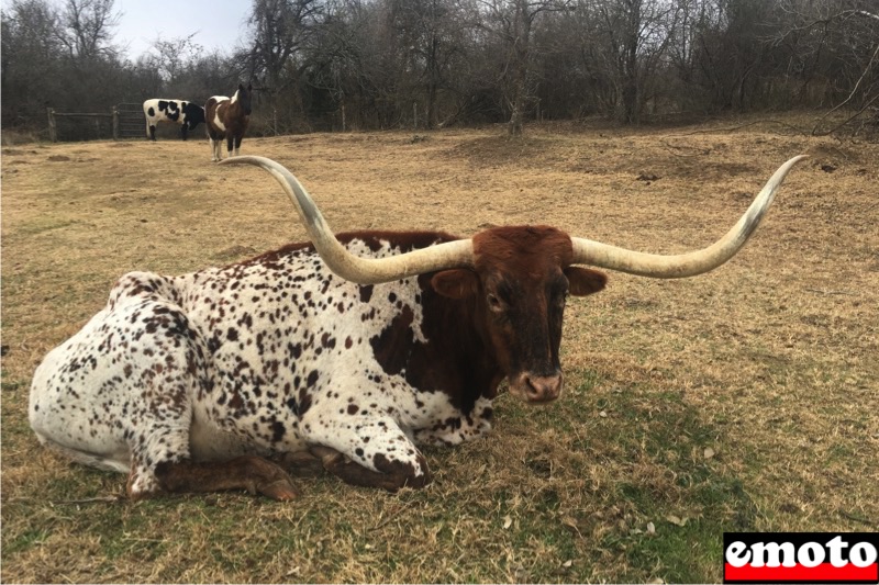 une vache long horn comme on en rencontre au texas